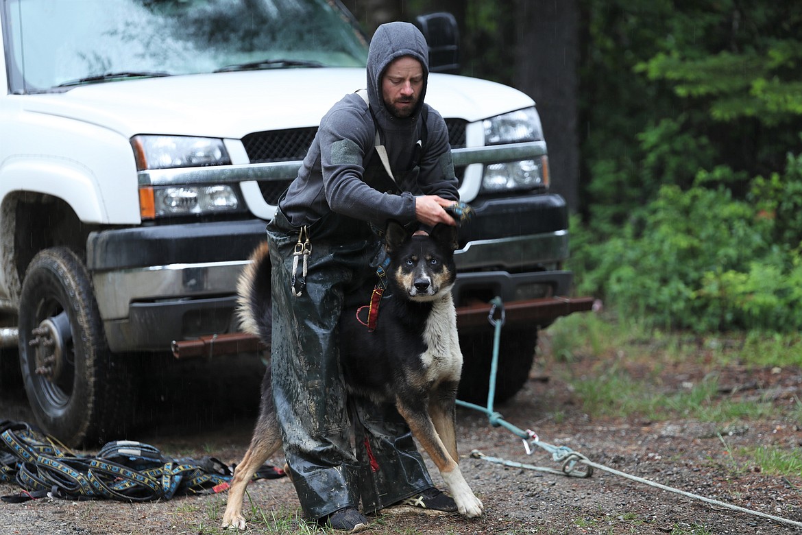 Jed Stephensen puts a harness on Sampson.