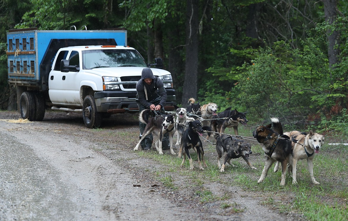 Jed Stephensen untangles the dogs before taking off for a training session.