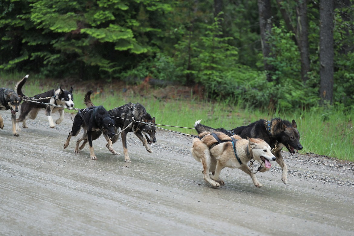 The lead dogs guide the way during a training session.