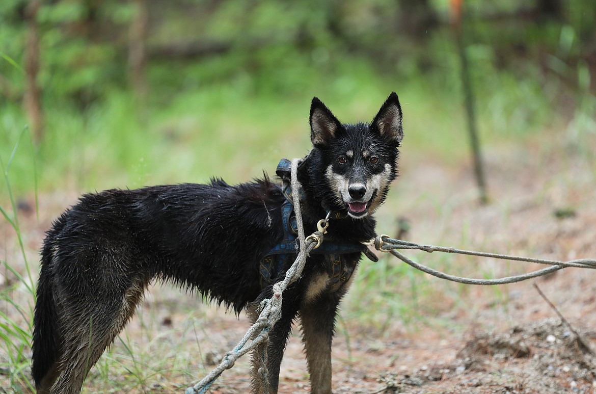 Sadie, a puppy that is all tangled up in her harness, rests after a recent training session.