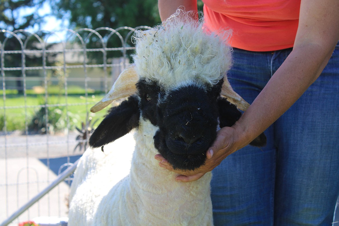 Sarah Smith’s Valais Blacknose sheep Kramer is named for his hairdo.