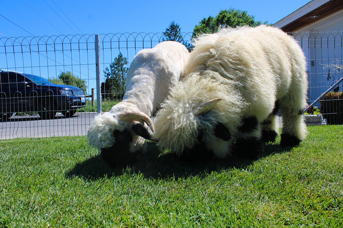 Sarah Smith’s Valais Blacknose sheep Remarkable (right) is soon to be sheared like the others for a cooler summer.