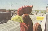 Time Capsule: Case of the stolen chicks