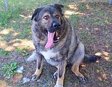The original big dog