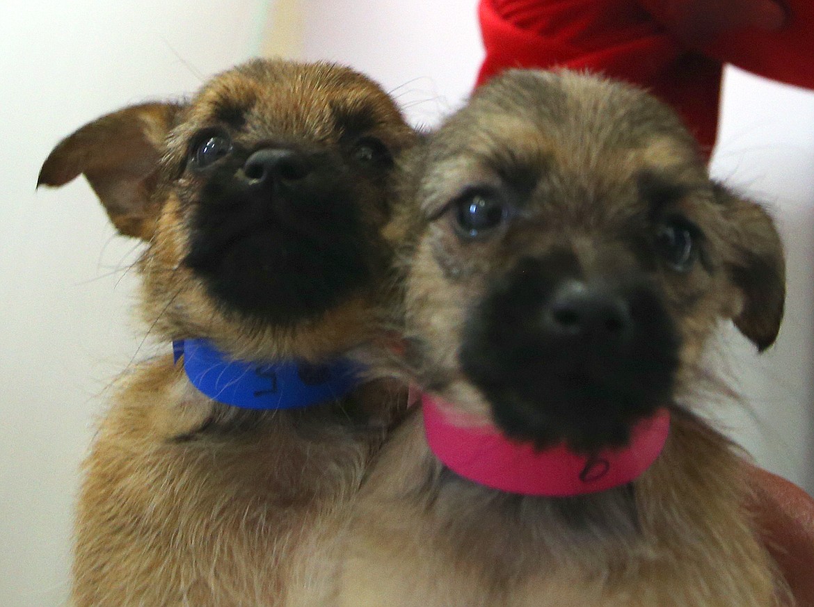 Two of the dogs that came to the Kootenai Humane Society from a Kellogg hoarding situation last week are held by a staff member.