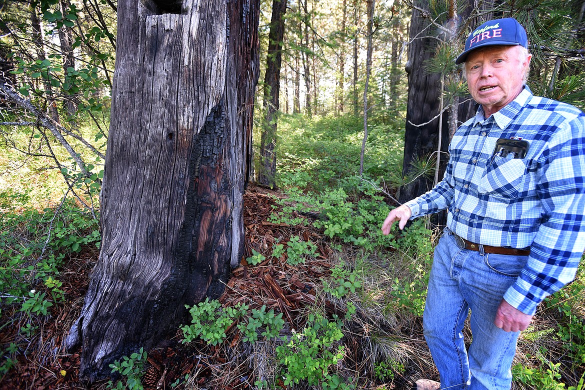 Rick Trembath points out some of the burned stumps left behind by the Echo Lake Fire of 1921.
Jeremy Weber