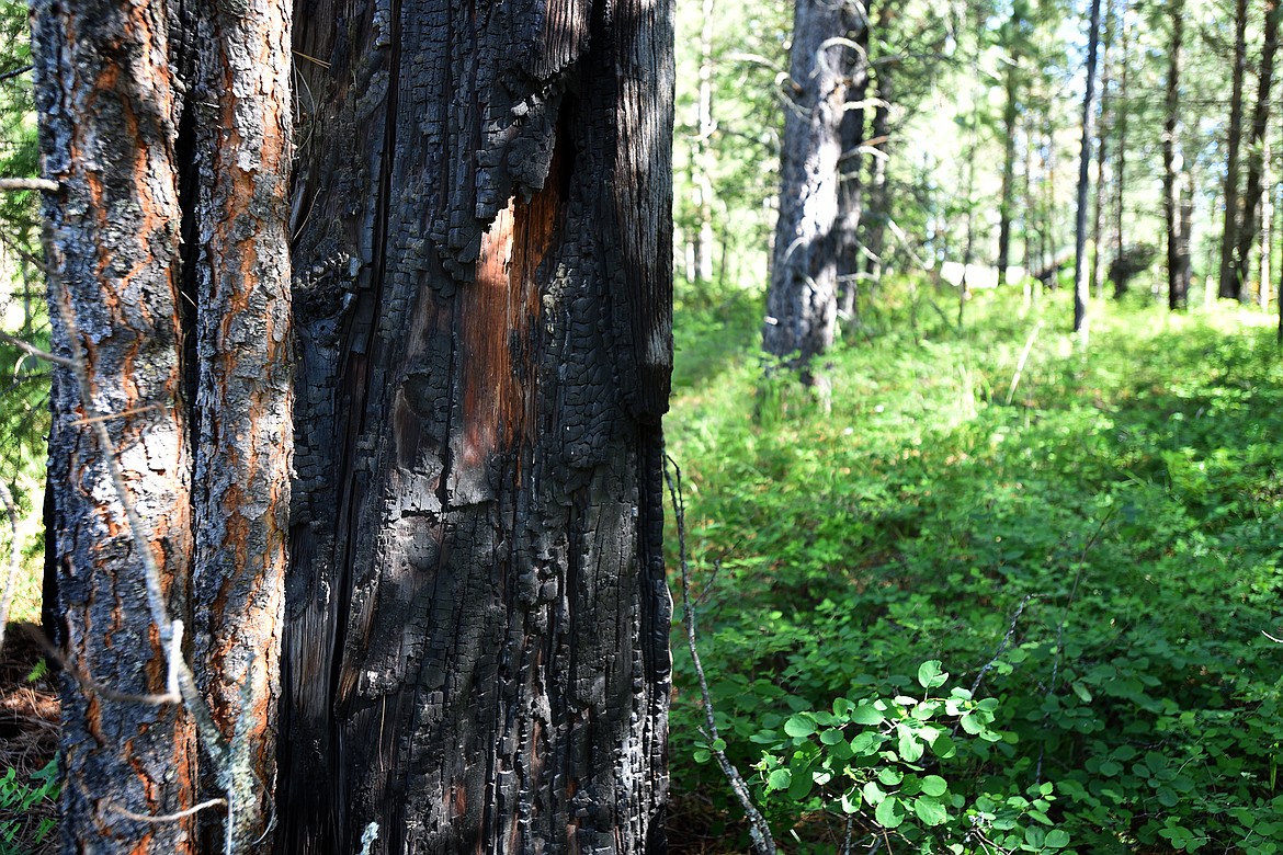 A larch stump burned by the 1921 Echo Lake Fire sits among 100 years of new growth along Old Paint Trail.
Jeremy Weber