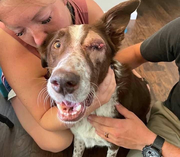 Dog shot in the eye in Hayden Coeur d'Alene Press
