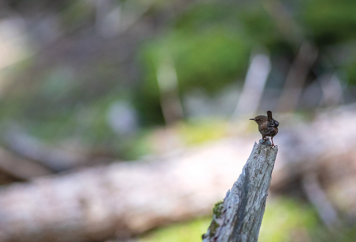 A Pacific wren along the route.