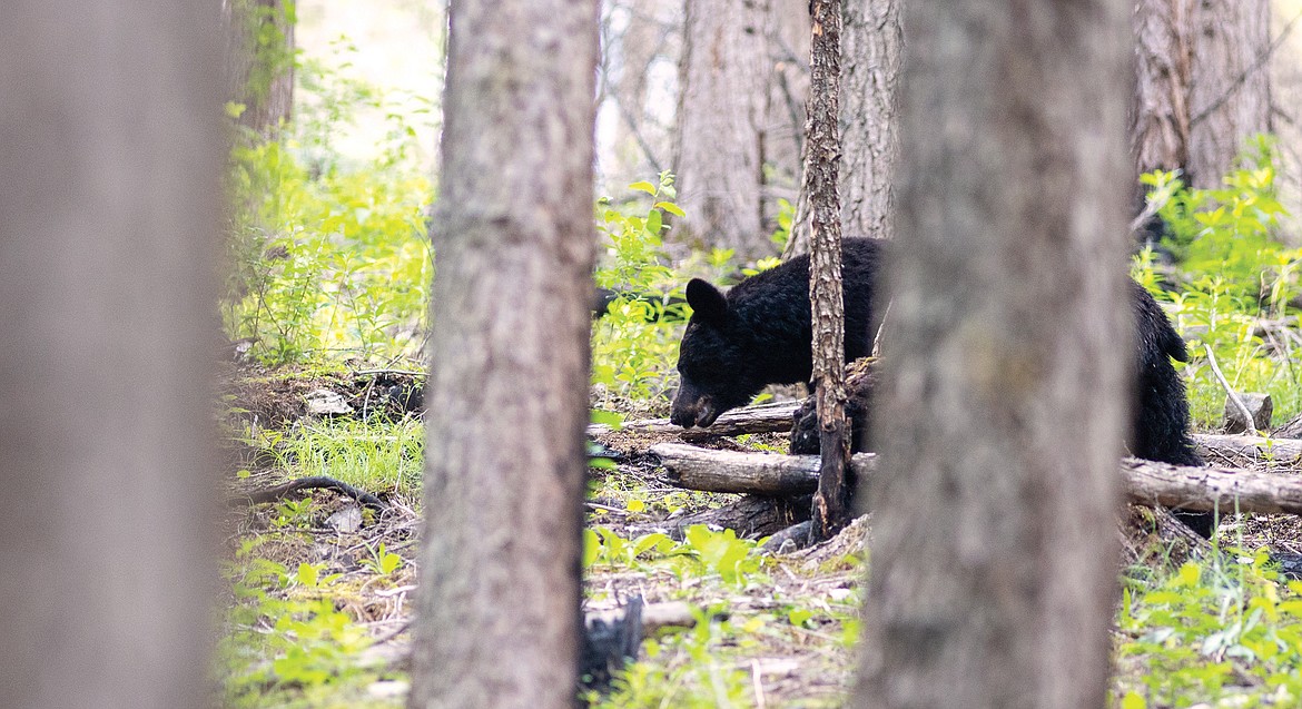 A black bear walks in the woods.