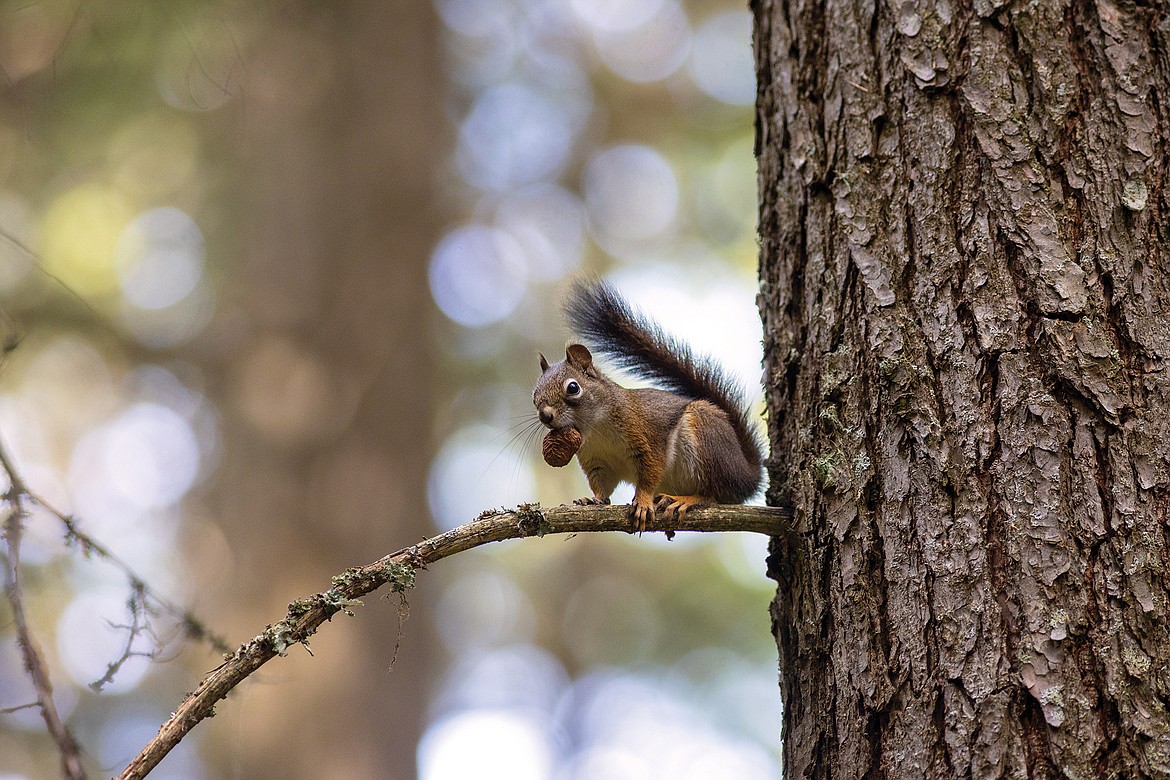 A squirrel keeps an eye on the trail.