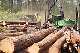 English Point project aims to create healthier forest