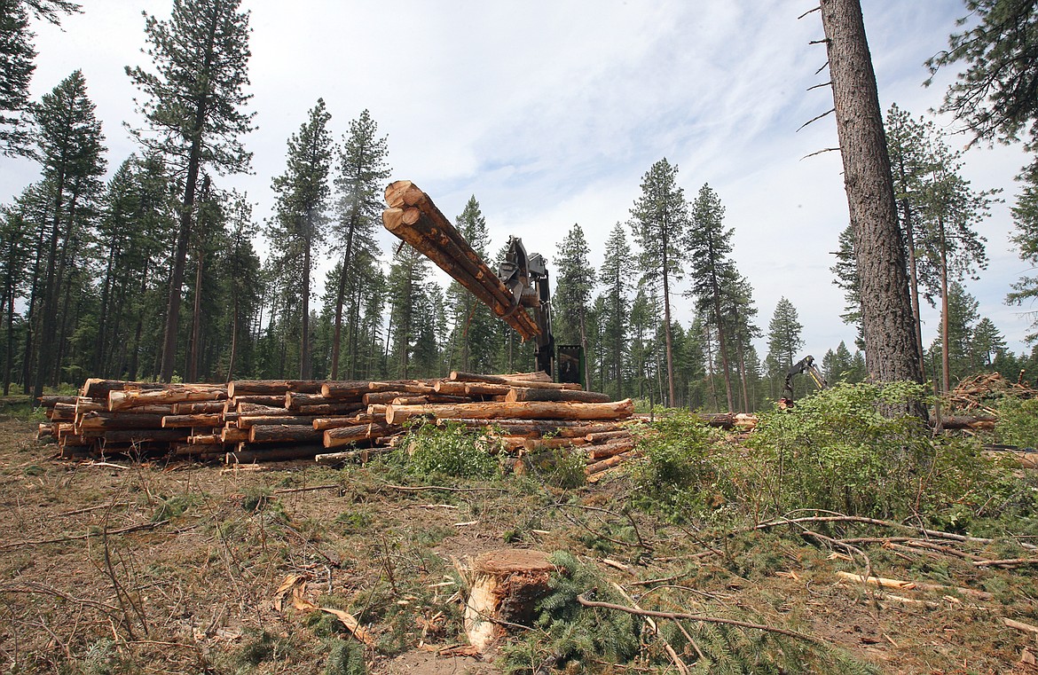 Trees are removed from English Point Wednesday.