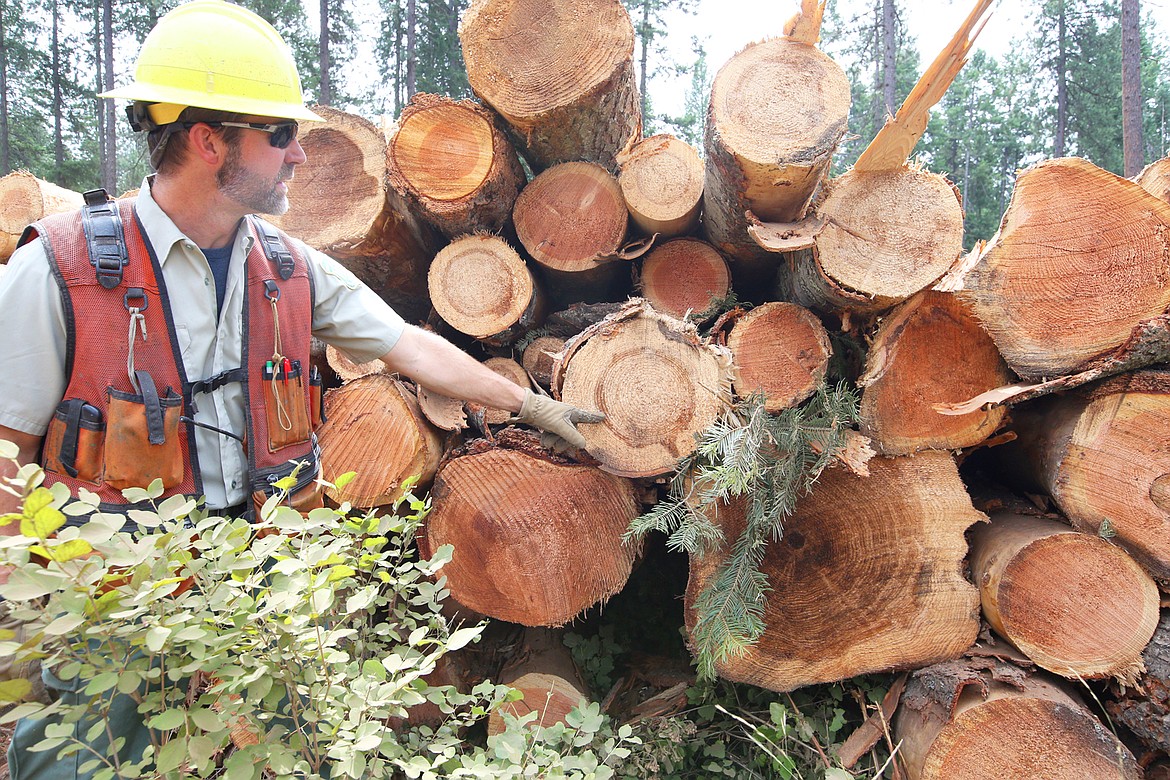 Rob Tomczak, IPNF timber sale contracting officer, points out disease in some of the trees removed at English Point.