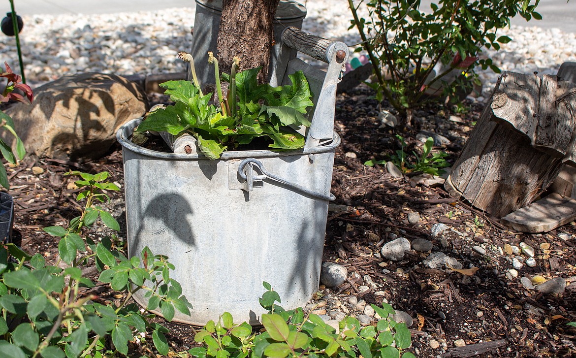 Flowers spill out of an old mop bucket repurposed as a planter in Valerie Parrott’s front yard.