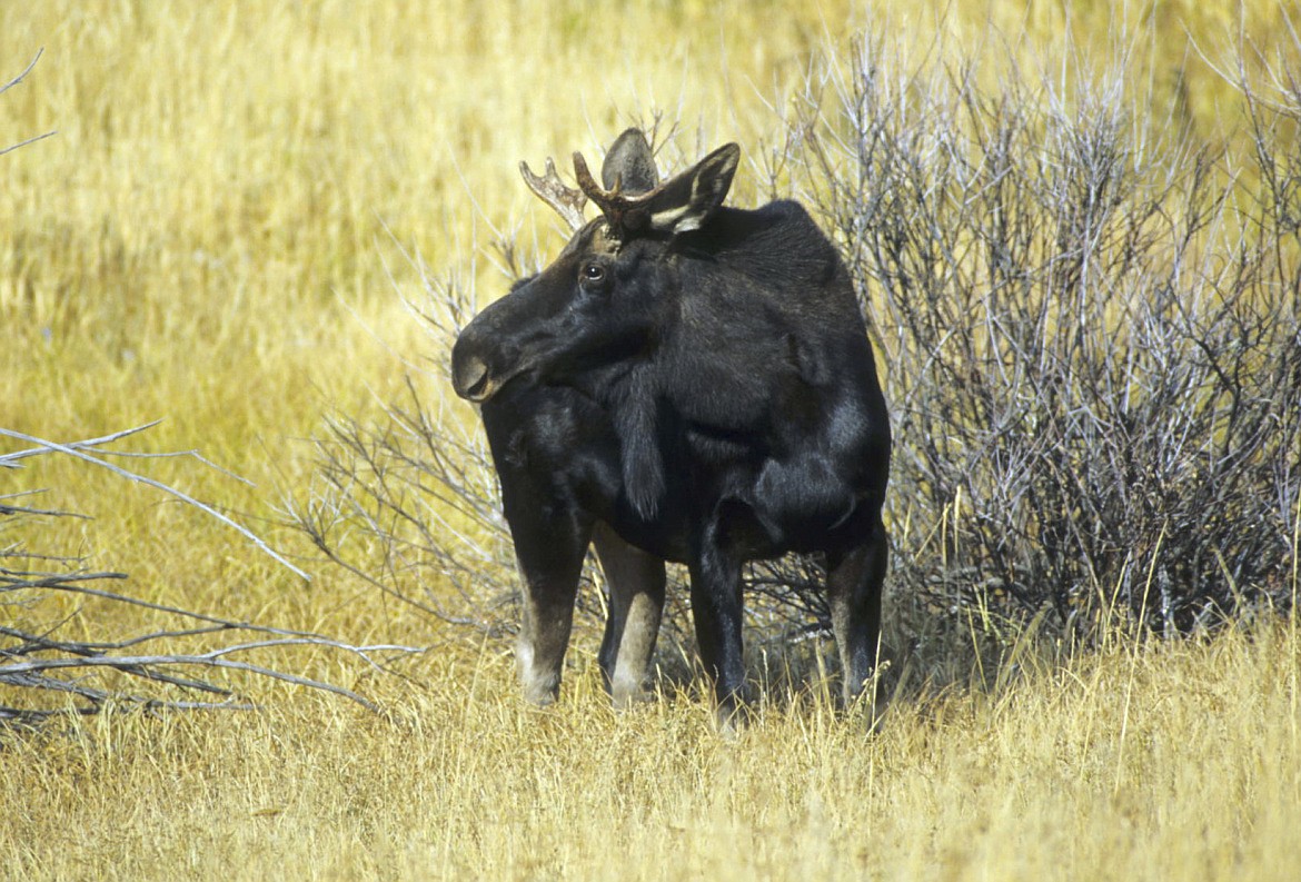 An aggressive bull moose was shot and killed by a camper Tuesday after it charged at the Harrison Lake backcountry camping area north of Sandpoint.