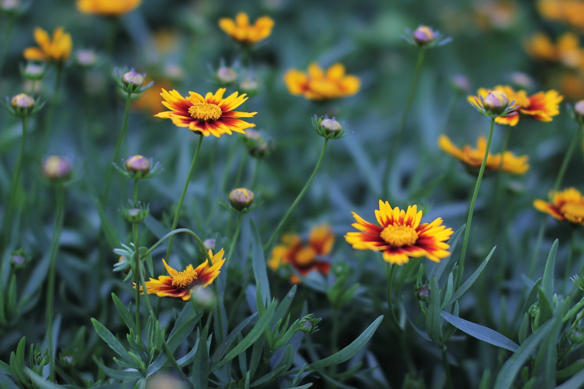 Flowers bloom at Aster Garden design.