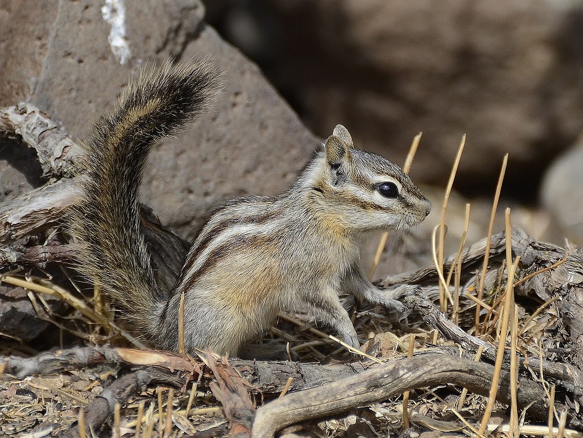 yellow pine chipmunk yellow pine chipmunk