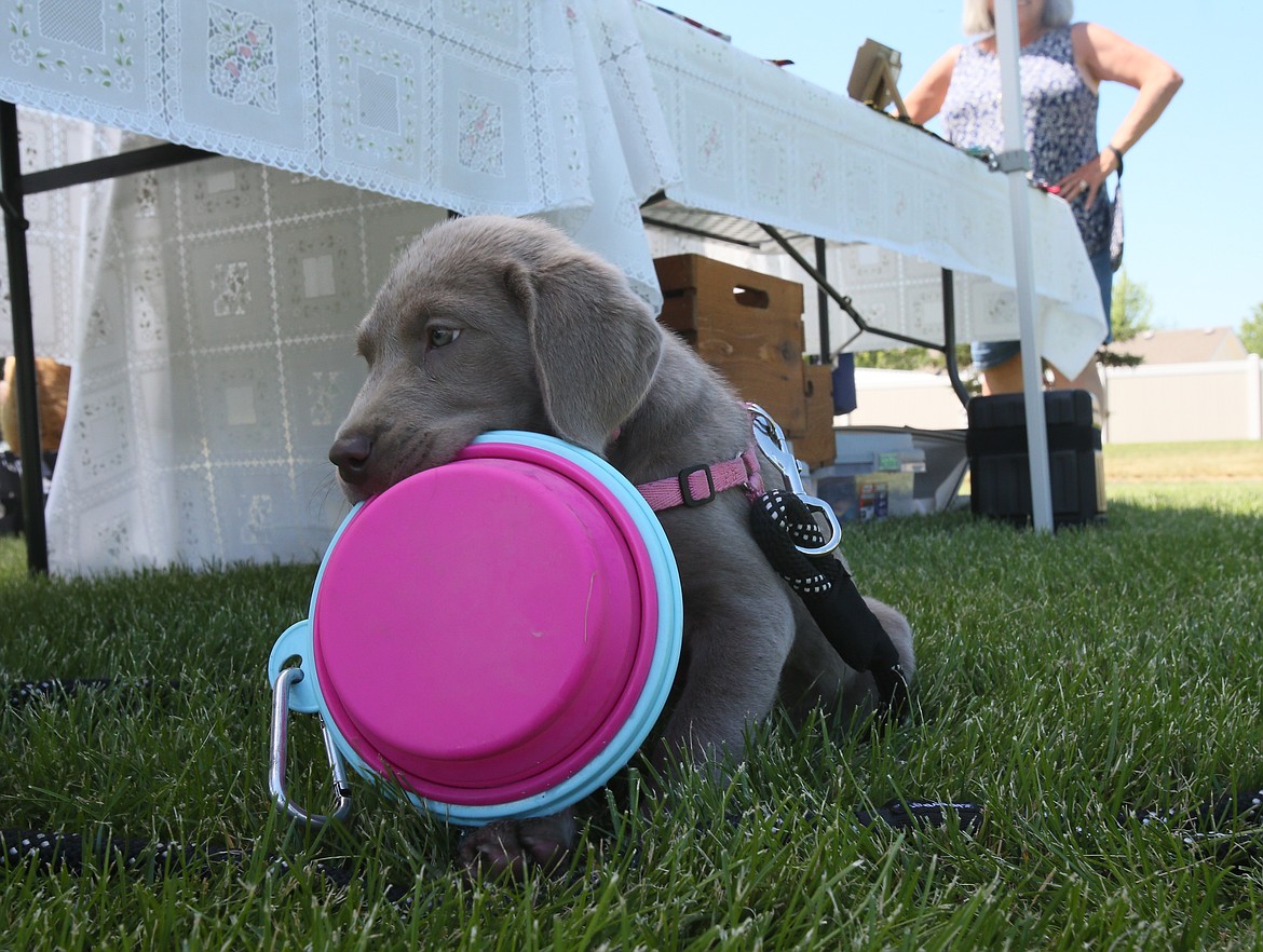 Birdie, a 10-week-old silver Lab, is about to make a run for it with a pop-up water bowl as she enjoys the shade under a vendor table in Stoddard Park on Saturday.