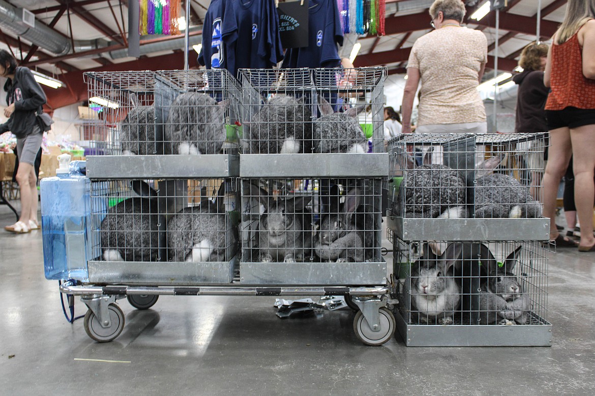 Rabbits wait their turn at the Washington State Rabbit Breeders Association Convention at the Grant County Fairgrounds on Saturday.