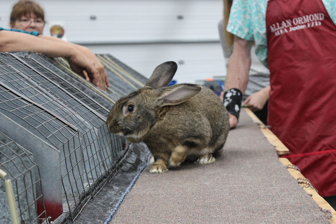 A Flemish Giant at the Washington State Rabbit Breeders Association Convention at the Grant County Fairgrounds on Saturday.