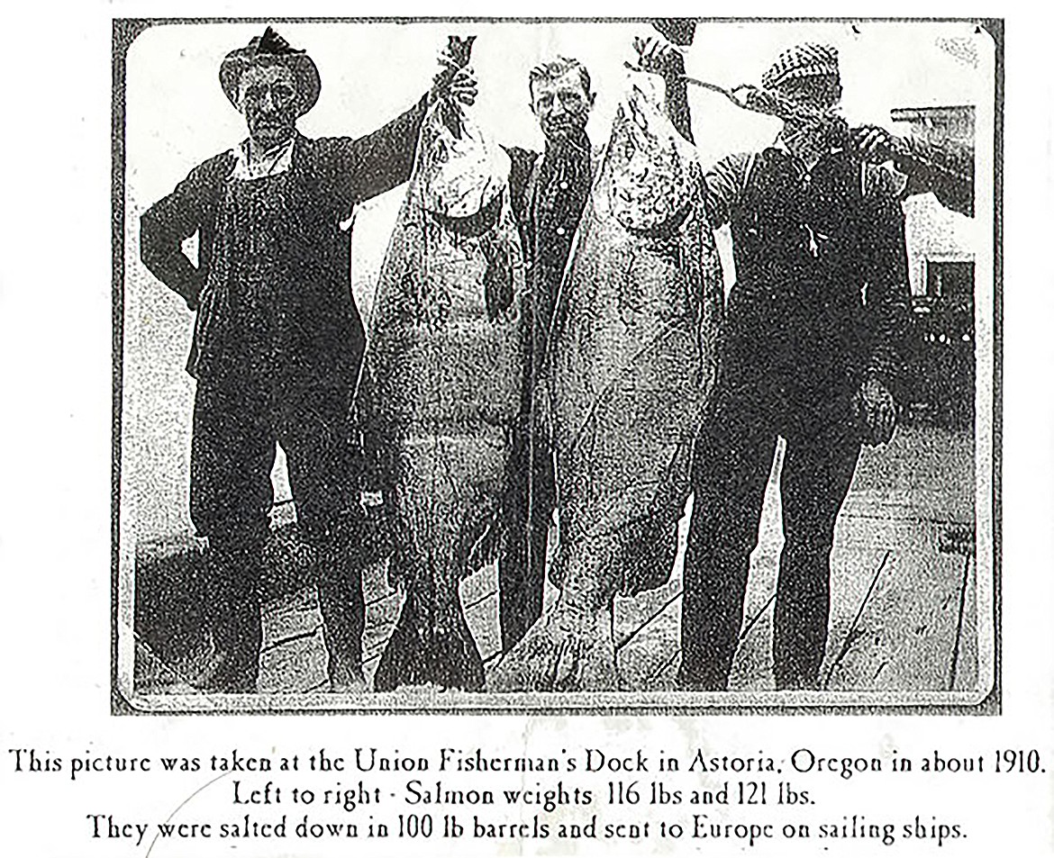 Historically, summer run Chinook salmon were the largest salmon to return to the Columbia River basin, and were known as “June hogs."