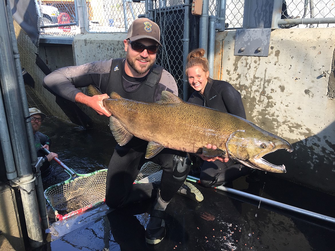 Idaho Fish and Game staff hoist a large summer Chinook salmon from the trapping station on the South Fork Salmon River near Warm Lake during annual spawning and counting operations.