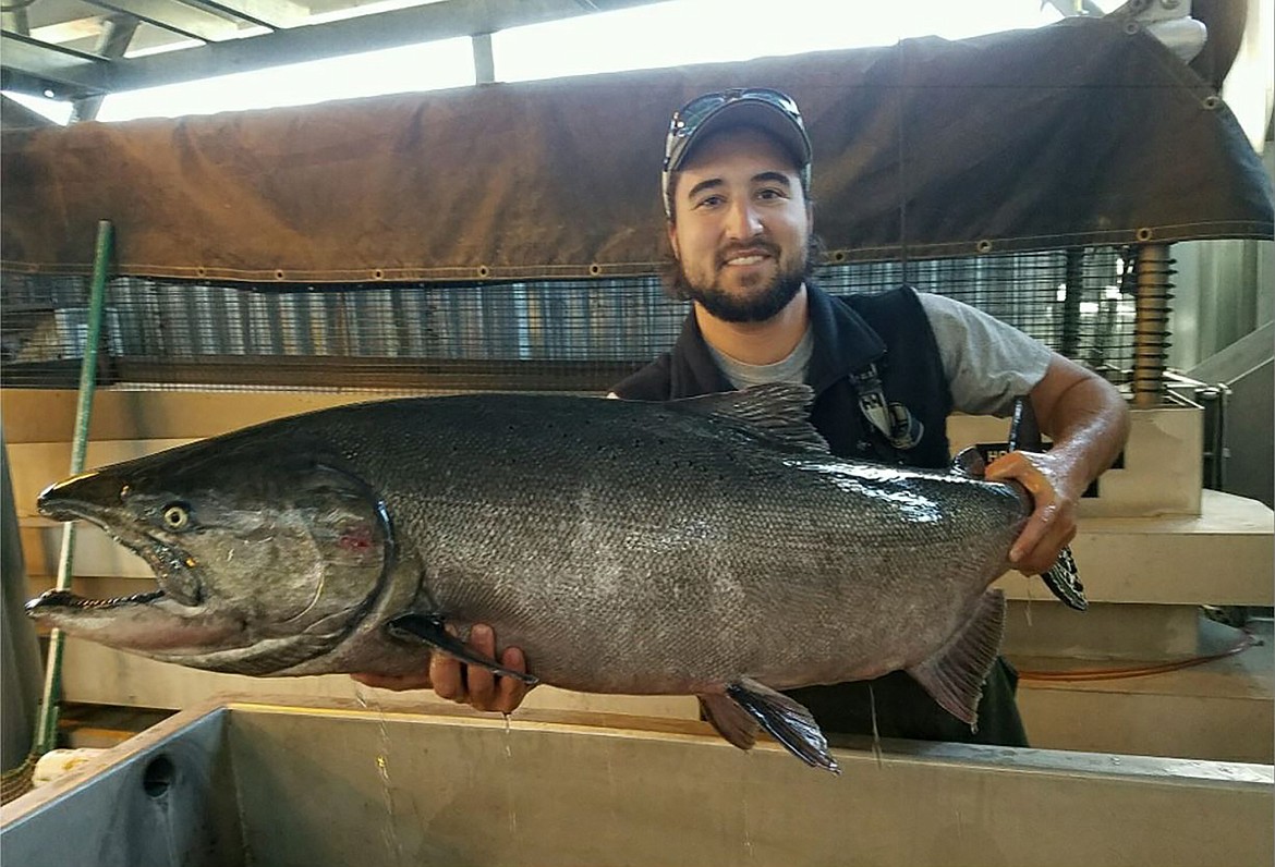 A large fall Chinook salmon trapped at Lower Granite Dam.