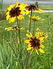 MY GARDEN PATH: Hot enough for you?