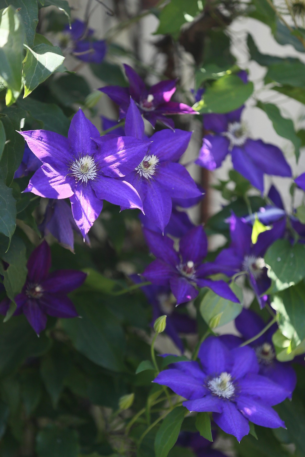 A deep blue-violet clematis climbs a trellis in Susan Lovelace's garden in Hayden on Monday. Her private garden is one of six that will be featured on this year's Garden Tour, presented by the Coeur d'Alene Garden Club.