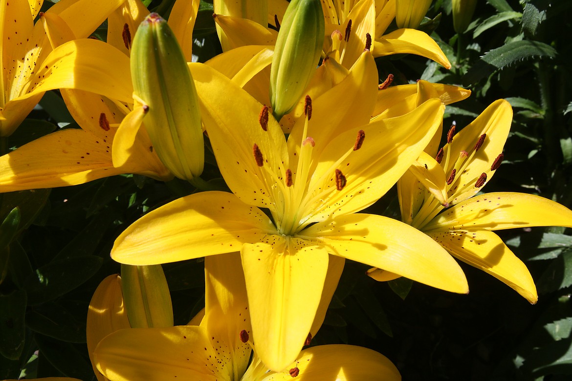 Asiatic lilies burst open like stars in the backyard garden of Susan Lovelace's home on Riata Road in Hayden. Six gardens, including Lovelace's, will be on the 23rd annual Garden Tour on July 11.