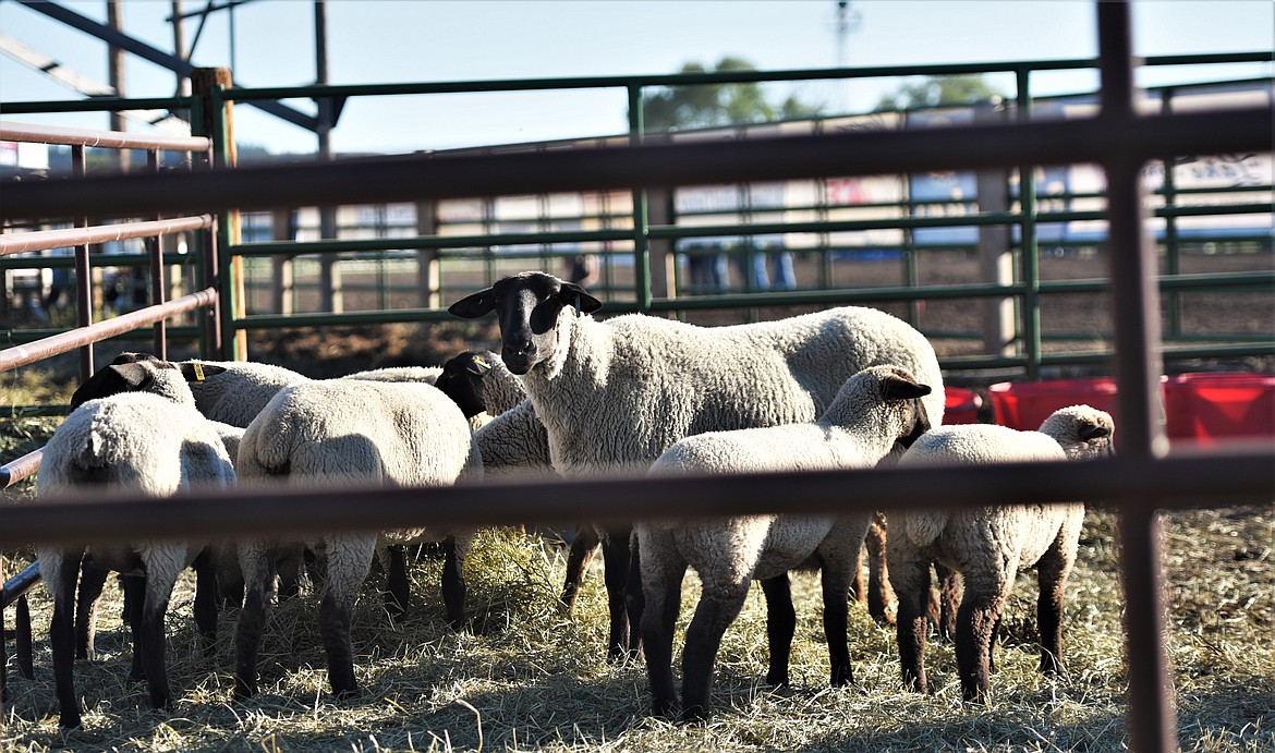 Sheep plan their strategy for a looming session of mutton busting. (Scot Heisel/Lake County Leader)