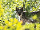 Two endangered lynx caught by trappers, one dies of injuries