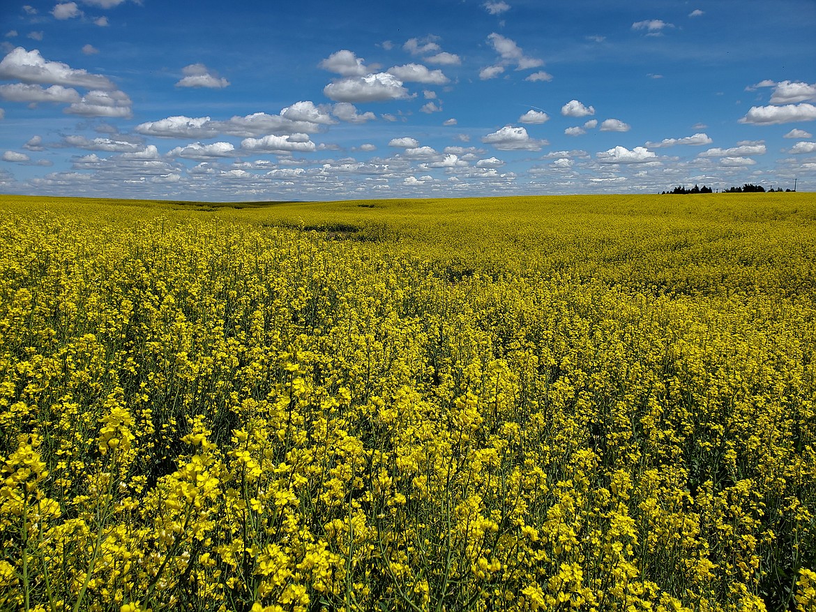 Rudi Patterson of Sagle captured this Best Shot of a canola field in Eastern Washington. If you have a photo that you took that you would like to see run as a Best Shot or I Took The Bee send it in to the Bonner County Daily Bee, P.O. Box 159, Sandpoint, Idaho, 83864; or drop them off at 310 Church St., Sandpoint. You may also email your pictures in to the Bonner County Daily Bee along with your name, caption information, hometown and phone number to bcdailybee@bonnercountydailybee.com.