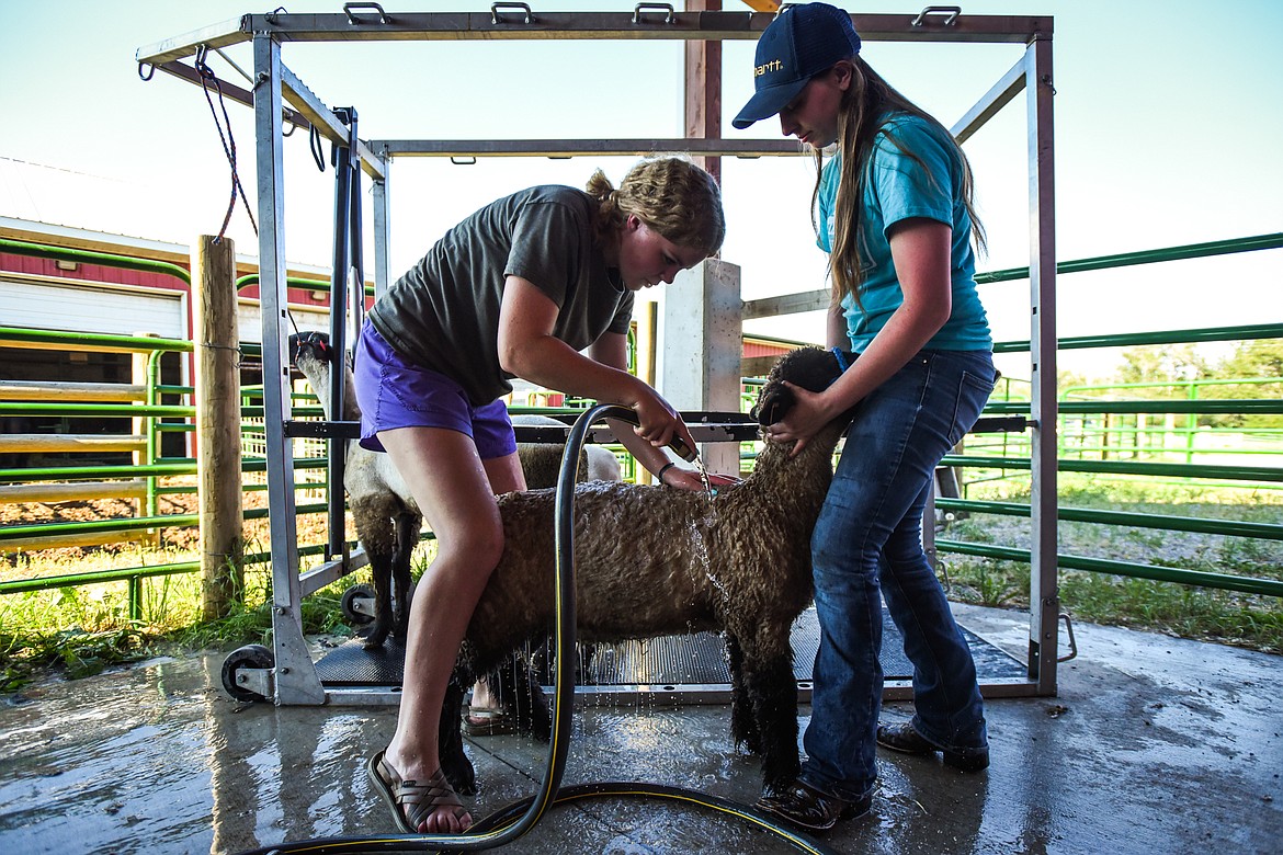 Ariah Thomas, left, and Hollie Estey wash the wool of Dutch, a Hampshire cross lamb, before it is sheared at the H.E. Robinson Agricultural Education Center in Kalispell on Tuesday, June 29. (Casey Kreider/Daily Inter Lake)