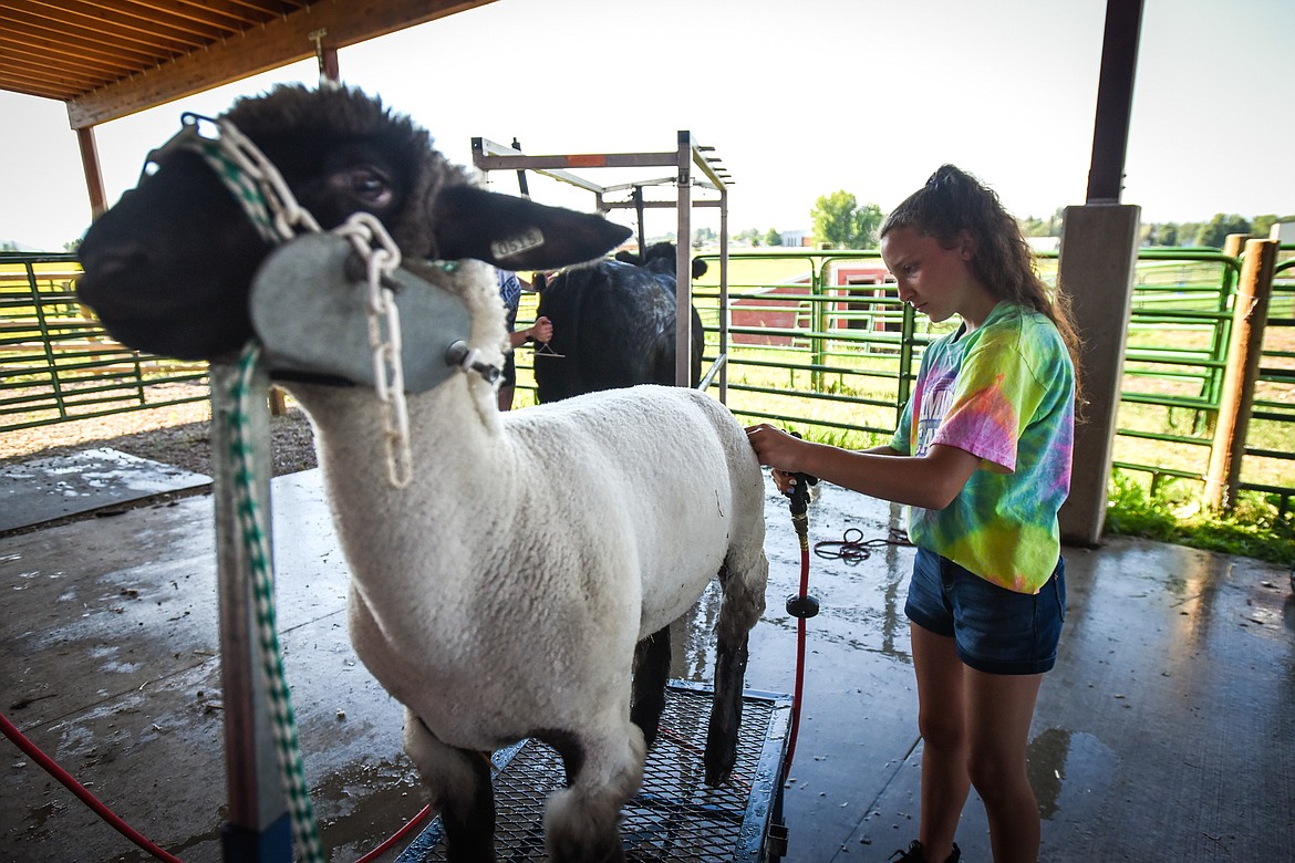 Kaydence Carlisle rinses off her lamb Frankie at the H.E. Robinson Agricultural Education Center in Kalispell on Tuesday, June 29. (Casey Kreider/Daily Inter Lake)
