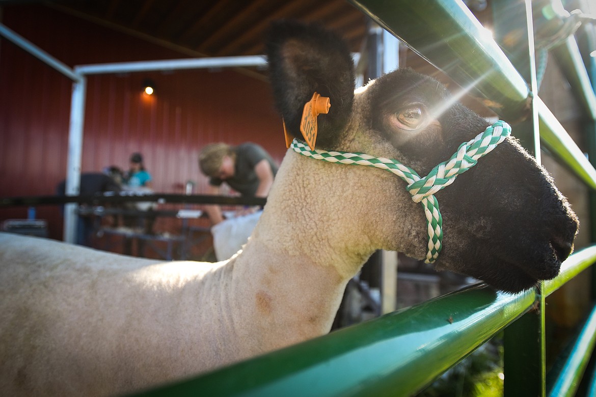 A recently-sheared lamb looks out from a pen at the H.E. Robinson Agricultural Education Center in Kalispell on Tuesday, June 29. (Casey Kreider/Daily Inter Lake)