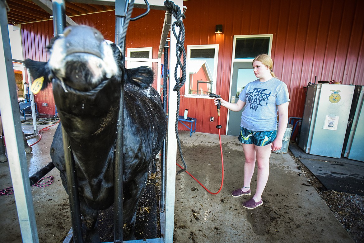 Ella Rauch rinses off her steer Clyde at the H.E. Robinson Agricultural Education Center in Kalispell on Tuesday, June 29. (Casey Kreider/Daily Inter Lake)