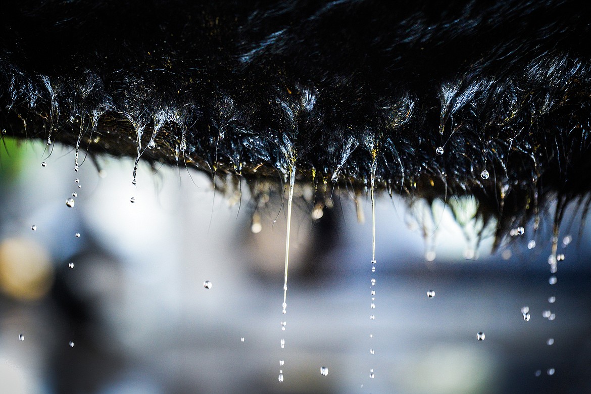 Water drips from a steer's soaked hair as it's washed at the H.E. Robinson Agricultural Education Center in Kalispell on Tuesday, June 29. (Casey Kreider/Daily Inter Lake)