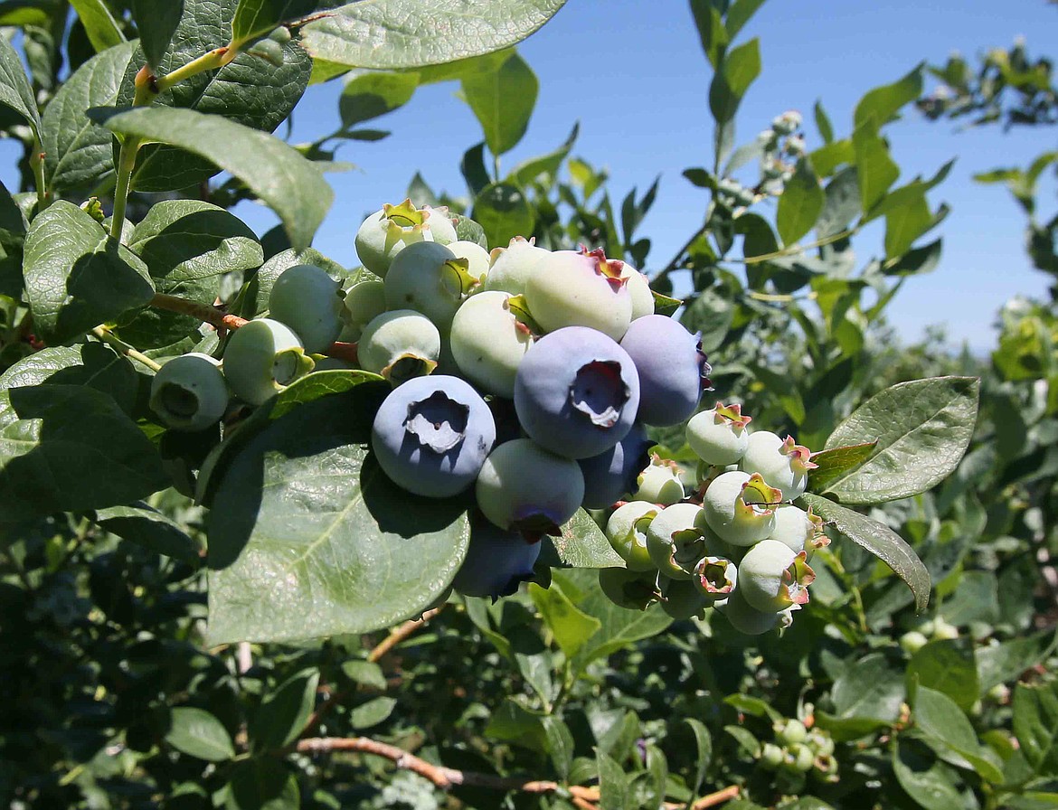 Blueberries ripen on the bush at Red Canoe Farms in Hauser on June 29. Red Canoe is one of several farms, ranches and orchards participating in the nonprofit Panhandle Farm Corridor.