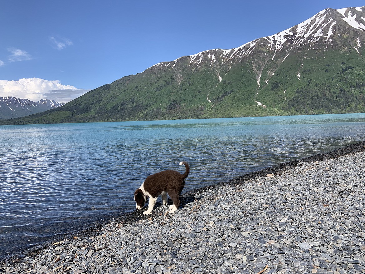 Former Flathead Valley resident Jason Umbriaco was reunited with his 14-week-old border collie, Buckley, two days after the dog disappeared following a bear attack on Alaska's Kenai Peninsula. (Courtesy of Jason Umbriaco)
