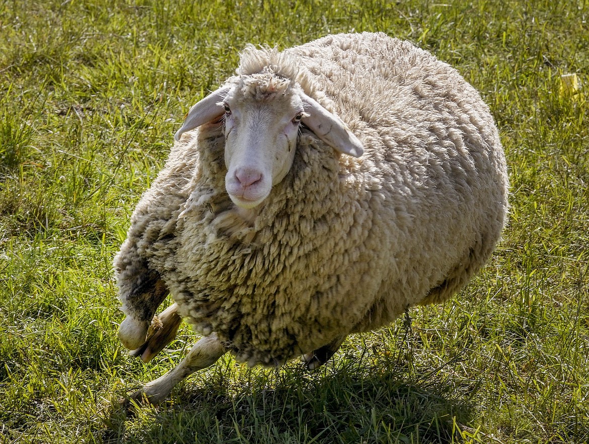 A sheep tries to escape from shearing in Usingen near Frankfurt, Germany, in this May 29, 2021, file photo. U.S. officials and a sheep industry group have filed notices to appeal a federal court ruling involving an eastern Idaho sheep research facility long targeted by environmental groups concerned about the potential harm to grizzly bears and other wildlife. (Michael Probst/Associated Press)