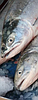 Sockeye salmon facing hot water will be trapped, trucked