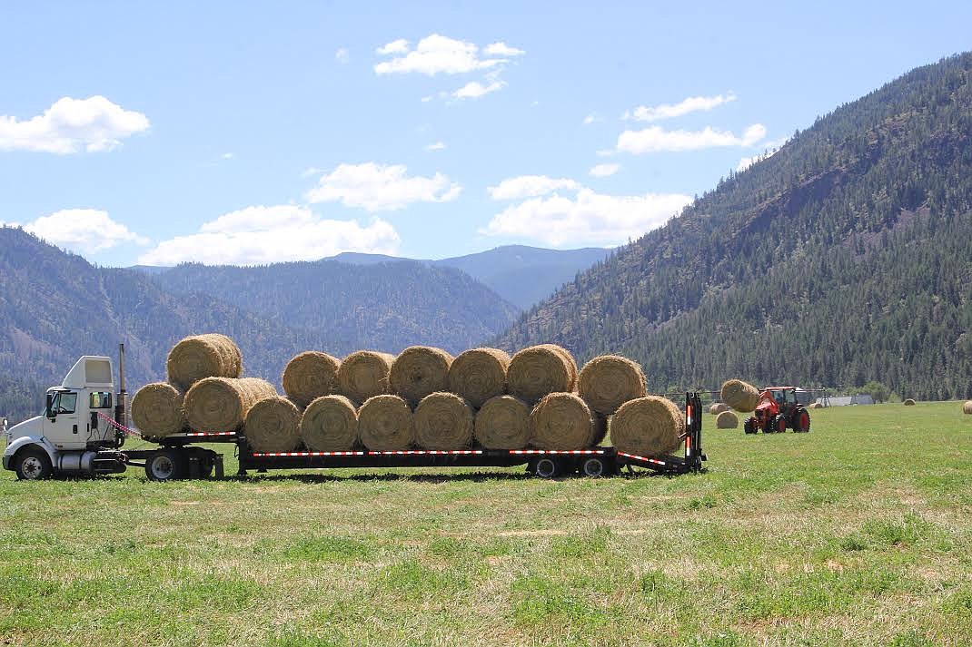 Bill Bradley, of Paradise, loads 1,200-pound alfalfa bales of hay in the scorching heat last Wednesday. (Monte Turner/Valley Press)