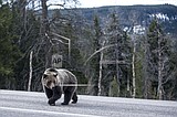 Wyoming grizzly near road leads to crowds -- and a problem