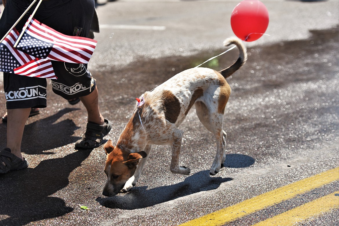 Skoden the dog checks out an orphaned piece of candy near the end of the Fourth of July parade in Polson. (Scot Heisel/Lake County Leader)