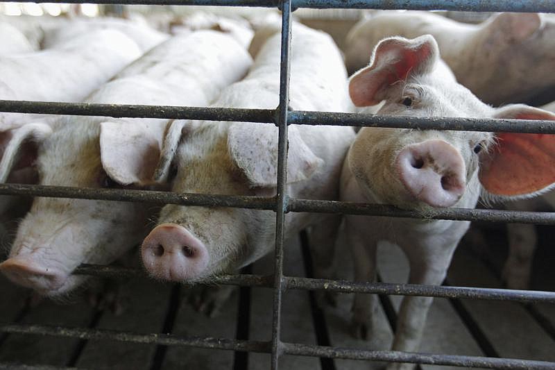 This June, 28, 2012, file photo shows hogs at a farm in Buckhart, Ill. (M. Spencer Green/Associated Press)