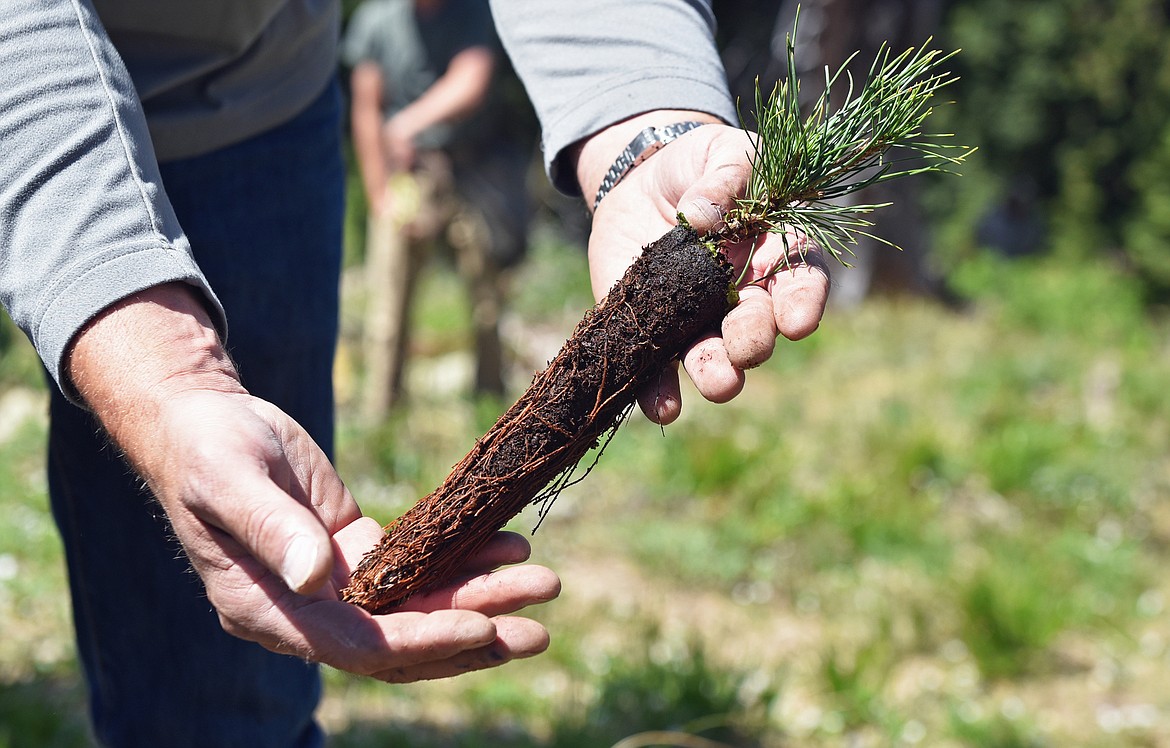 Flathead National Forest culturist Karl Anderson holds a whitebark pine seedling prior to planting it on a mountainside at Whitefish Mountain Resort. (Whitney England/Whitefish Pilot)
