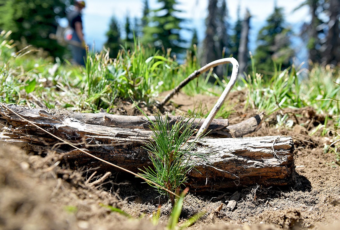 A tiny whitebark pine seedling is planted in a carefully chosen microsite that will protect the tree in its younger years as it grows on a mountainside at Whitefish Mountain Resort. (Whitney England/Whitefish Pilot)
