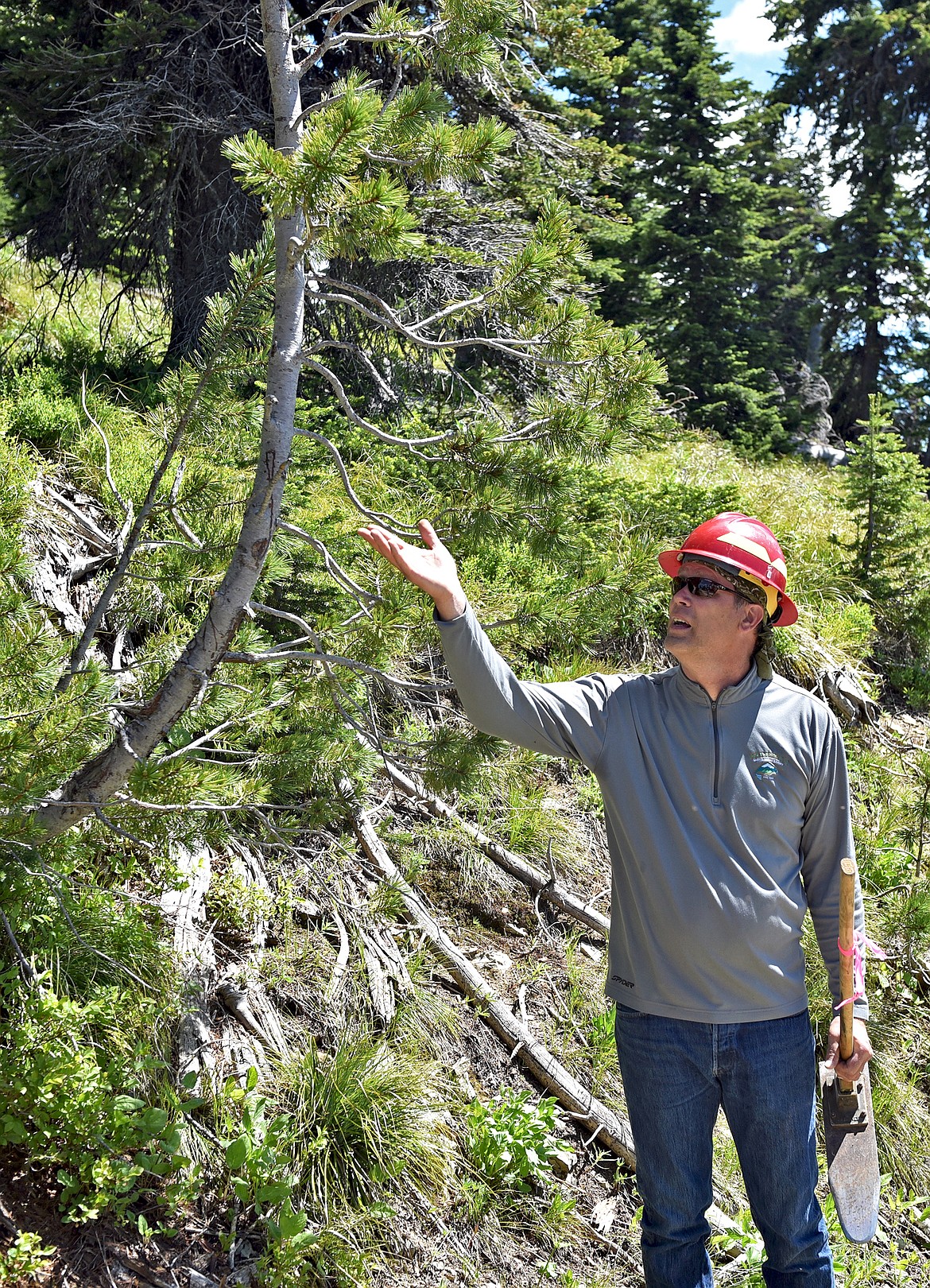 Flathead National Forest culturist Karl Anderson points out a healthy whitebark pine tree during a tree-planting event at Whitefish Mountain Resort. (Whitney England/Whitefish Pilot)